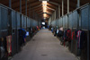 Bild 10 Bildergalerie Pferdepension Werben