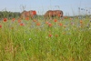 Bild 1 Bildergalerie Pferdepension Werben